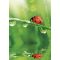 Természet Ladybug A/4 gumis mappa