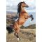 Lovas Wild Spirit A/4 gumis mappa